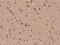 Neurogranin antibody, 201962-T08, Sino Biological, Immunohistochemistry frozen image 