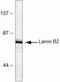 Lamin B2 antibody, 33-2100, Invitrogen Antibodies, Western Blot image 