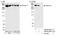 FLNA antibody, NB100-58814, Novus Biologicals, Western Blot image 