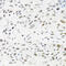 TRNA Methyltransferase 2 Homolog A antibody, 22-693, ProSci, Immunohistochemistry frozen image 