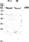 G Protein Regulated Inducer Of Neurite Outgrowth 1 antibody, A09764, Boster Biological Technology, Western Blot image 