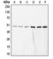 COP9 Signalosome Subunit 3 antibody, MBS820475, MyBioSource, Western Blot image 