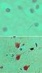 Homeobox A9 antibody, TA337027, Origene, Immunohistochemistry frozen image 