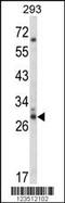 CDC42 Effector Protein 3 antibody, MBS9209018, MyBioSource, Western Blot image 