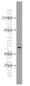 Gamma-Aminobutyric Acid Type A Receptor Alpha1 Subunit antibody, 12410-1-AP, Proteintech Group, Western Blot image 