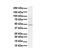 STAM Binding Protein Like 1 antibody, ARP57453_P050, Aviva Systems Biology, Western Blot image 