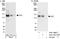 CDKN1A Interacting Zinc Finger Protein 1 antibody, A301-496A, Bethyl Labs, Western Blot image 