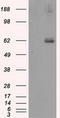 Lipase G, Endothelial Type antibody, LS-C115082, Lifespan Biosciences, Western Blot image 