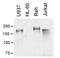 MER Proto-Oncogene, Tyrosine Kinase antibody, MA5-18028, Invitrogen Antibodies, Western Blot image 
