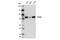 Deltex E3 Ubiquitin Ligase 3L antibody, 14795S, Cell Signaling Technology, Western Blot image 