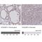 Synaptotagmin Binding Cytoplasmic RNA Interacting Protein antibody, NBP2-34068, Novus Biologicals, Immunohistochemistry paraffin image 