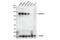 Cadherin 6 antibody, 48111S, Cell Signaling Technology, Western Blot image 