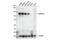 Cadherin-6 antibody, 48111S, Cell Signaling Technology, Western Blot image 