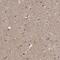 Aryl Hydrocarbon Receptor antibody, NBP1-89974, Novus Biologicals, Immunohistochemistry paraffin image 