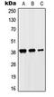 Solute Carrier Family 10 Member 7 antibody, LS-C353577, Lifespan Biosciences, Western Blot image 