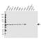 Glucose-6-Phosphate Isomerase antibody, VMA00348, Bio-Rad (formerly AbD Serotec) , Western Blot image 