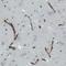 Apolipoprotein A4 antibody, NBP2-52931, Novus Biologicals, Immunohistochemistry paraffin image 