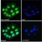 HEXIM P-TEFb Complex Subunit 1 antibody, NB100-55391, Novus Biologicals, Immunocytochemistry image 