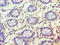 Family With Sequence Similarity 160 Member B1 antibody, LS-C371516, Lifespan Biosciences, Immunohistochemistry paraffin image 