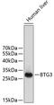 BTG Anti-Proliferation Factor 3 antibody, 18-760, ProSci, Western Blot image 