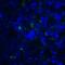 TNF Superfamily Member 14 antibody, LS-C669105, Lifespan Biosciences, Immunofluorescence image 