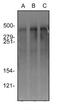 Protein Kinase, DNA-Activated, Catalytic Subunit antibody, NBP2-22128, Novus Biologicals, Western Blot image 