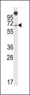 Numb-like protein antibody, LS-C163065, Lifespan Biosciences, Western Blot image 