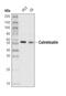 Calreticulin antibody, 57993S, Cell Signaling Technology, Western Blot image 