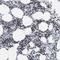 Zinc Finger Protein 589 antibody, HPA003145, Atlas Antibodies, Immunohistochemistry frozen image 