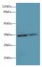 Ring Finger Protein 148 antibody, LS-C376486, Lifespan Biosciences, Western Blot image 