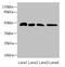 Thioredoxin domain-containing protein 5 antibody, LS-C676664, Lifespan Biosciences, Western Blot image 