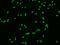 Stratifin antibody, GTX02207, GeneTex, Immunofluorescence image 