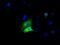 Glucose-6-Phosphate Isomerase antibody, orb314463, Biorbyt, Immunofluorescence image 