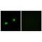 ARSI antibody, PA5-49984, Invitrogen Antibodies, Immunofluorescence image 
