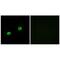 Arylsulfatase Family Member I antibody, PA5-49984, Invitrogen Antibodies, Immunofluorescence image 