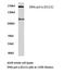 DNA Polymerase Alpha 1, Catalytic Subunit antibody, AP06662PU-N, Origene, Western Blot image 