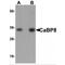 Calneuron 1 antibody, MBS151204, MyBioSource, Western Blot image 