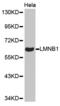 Lamin B1 antibody, abx001916, Abbexa, Western Blot image 