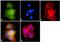 SMAD Family Member 4 antibody, 710714, Invitrogen Antibodies, Immunofluorescence image 