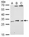 MAF1 Homolog, Negative Regulator Of RNA Polymerase III antibody, LS-C185834, Lifespan Biosciences, Western Blot image 