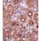 OTU Deubiquitinase 5 antibody, LS-C83929, Lifespan Biosciences, Immunohistochemistry frozen image 