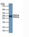 Ferritin Mitochondrial antibody, LS-C299759, Lifespan Biosciences, Western Blot image 