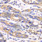 Thioredoxin 2 antibody, A6782, ABclonal Technology, Immunohistochemistry paraffin image 