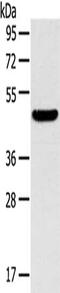 Transmembrane 7 Superfamily Member 2 antibody, CSB-PA276625, Cusabio, Western Blot image 