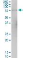 G Protein Signaling Modulator 1 antibody, H00026086-B01P, Novus Biologicals, Western Blot image 