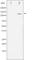 Sterol Regulatory Element Binding Transcription Factor 1 antibody, abx012087, Abbexa, Western Blot image 