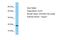 Chromosome 12 Open Reading Frame 74 antibody, PA5-71020, Invitrogen Antibodies, Western Blot image 