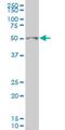 Glial Cells Missing Transcription Factor 1 antibody, H00008521-M05, Novus Biologicals, Western Blot image 