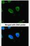 RB Binding Protein 4, Chromatin Remodeling Factor antibody, MA1-23273, Invitrogen Antibodies, Immunofluorescence image 