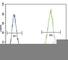 CD135 antibody, F50628-0.4ML, NSJ Bioreagents, Flow Cytometry image 